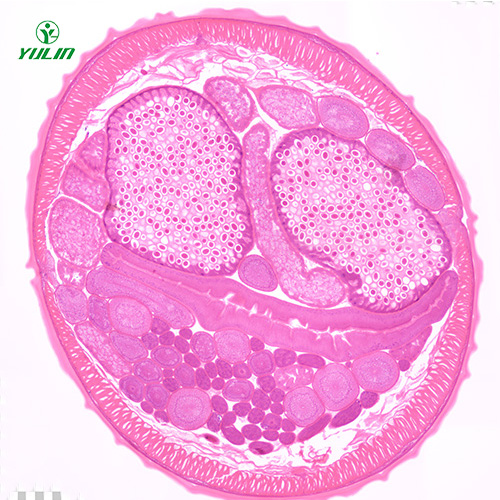 湖南线虫动物生物学实验切片