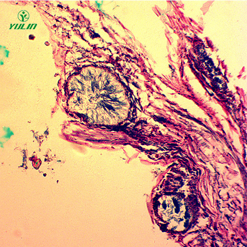 湖南观赏植物病害标本片