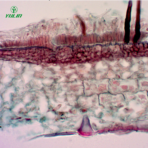 湖南果树病害标本片