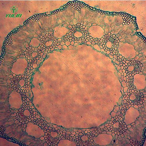 湖南葫芦科植物病害切片