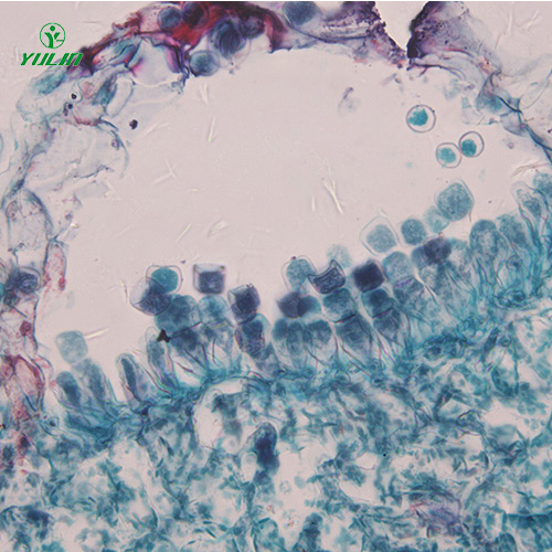 湖南十字花科植物病害标本片
