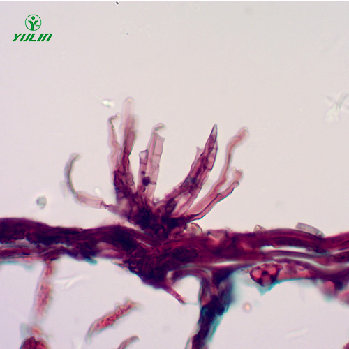 湖南油料作物病害标本片