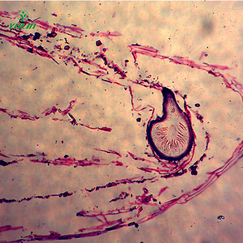 湖南子囊菌植物病理玻片
