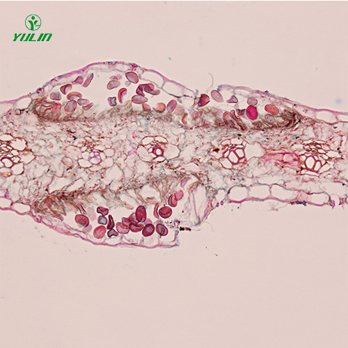 湖南鞭毛菌植物病理实验切片