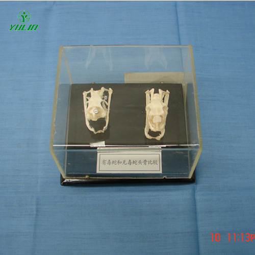 湖南蛇头骨比较