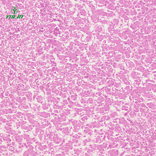 湖南动物细胞、组织损伤及修复病理玻片