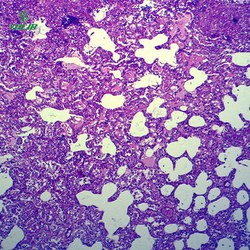 湖南动物病理学炎症类切片