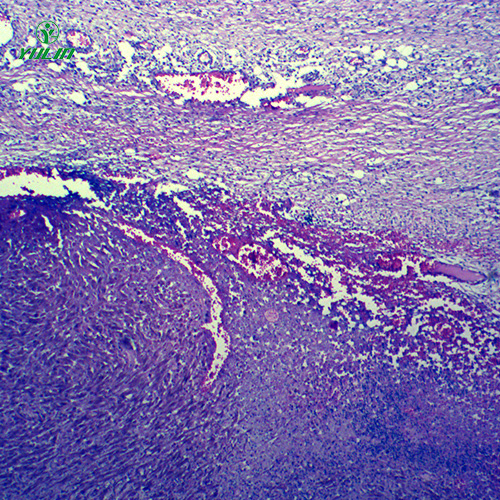 湖南动物病理学肿瘤类切片