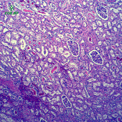 湖南动物病理学局部血液循环切片