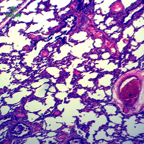 湖南循环系统浸制标本
