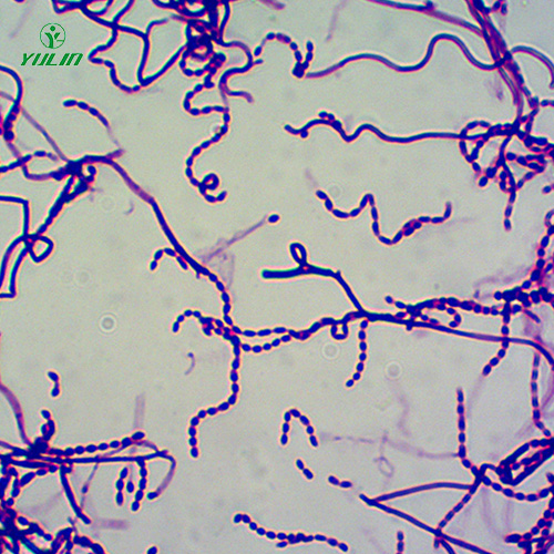 湖南放线菌生物玻片