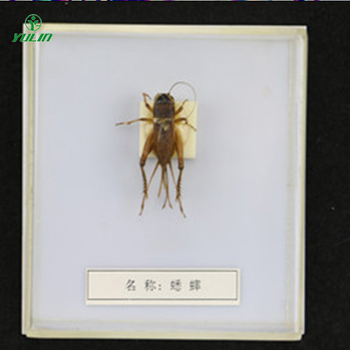 湖南益虫标本20种