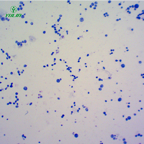 湖南医学原虫鞭毛虫生物实验切片