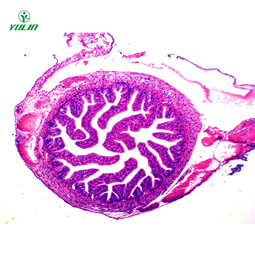 湖南人体组织学上皮组织生物玻片
