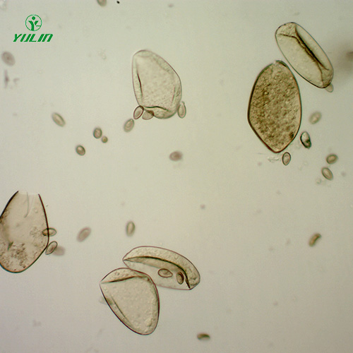 湖南植物线虫学玻片