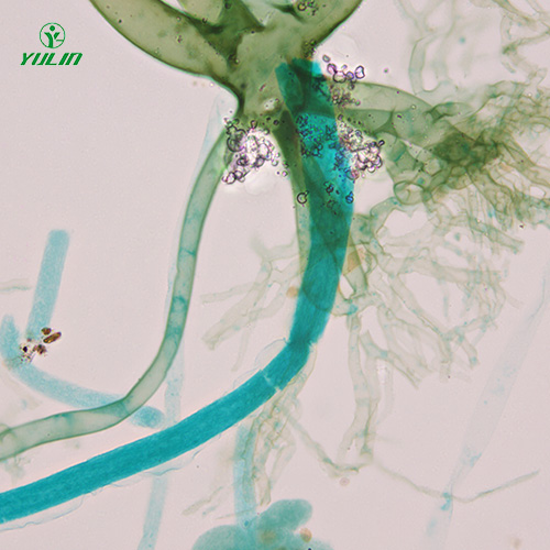 湖南真菌、接合菌植物病理玻片