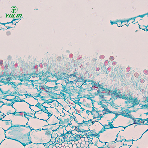 湖南担子菌、半知菌植物病理玻片