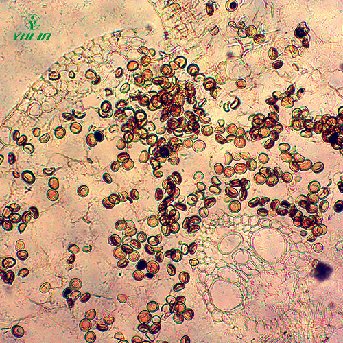 湖南杂粮薯类植物病害生物玻片